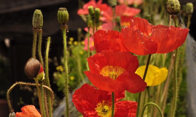 Вибрационный прогноз от LEE на июль 2019 года