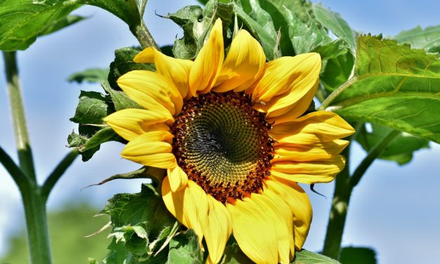 Вибрационный прогноз от lee на август 2019 года