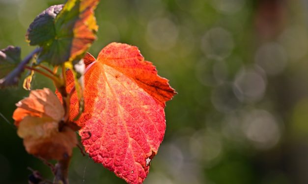 Вибрационный прогноз от lee на сентябрь 2019 года