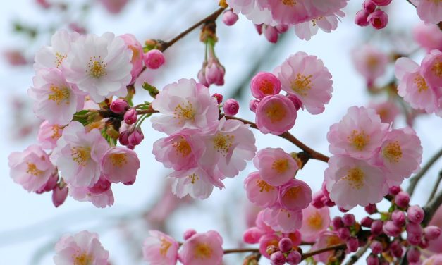 Вибрационный прогноз от lee на май 2020 года