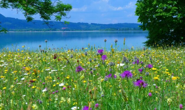 Вибрационный прогноз от lee на июнь 2020 года