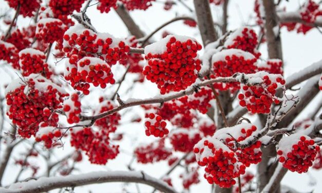 Вибрационный прогноз от lee на декабрь 2020