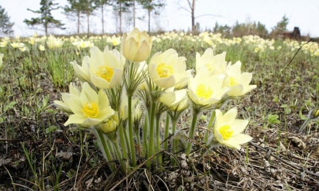 Энергетический Прогноз на Апрель 2021 Натали Иван